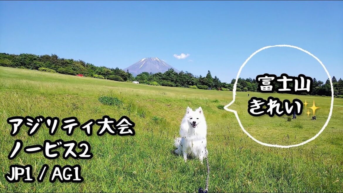 【アジリティ大会】富士山きれい【日本スピッツ☆もち】