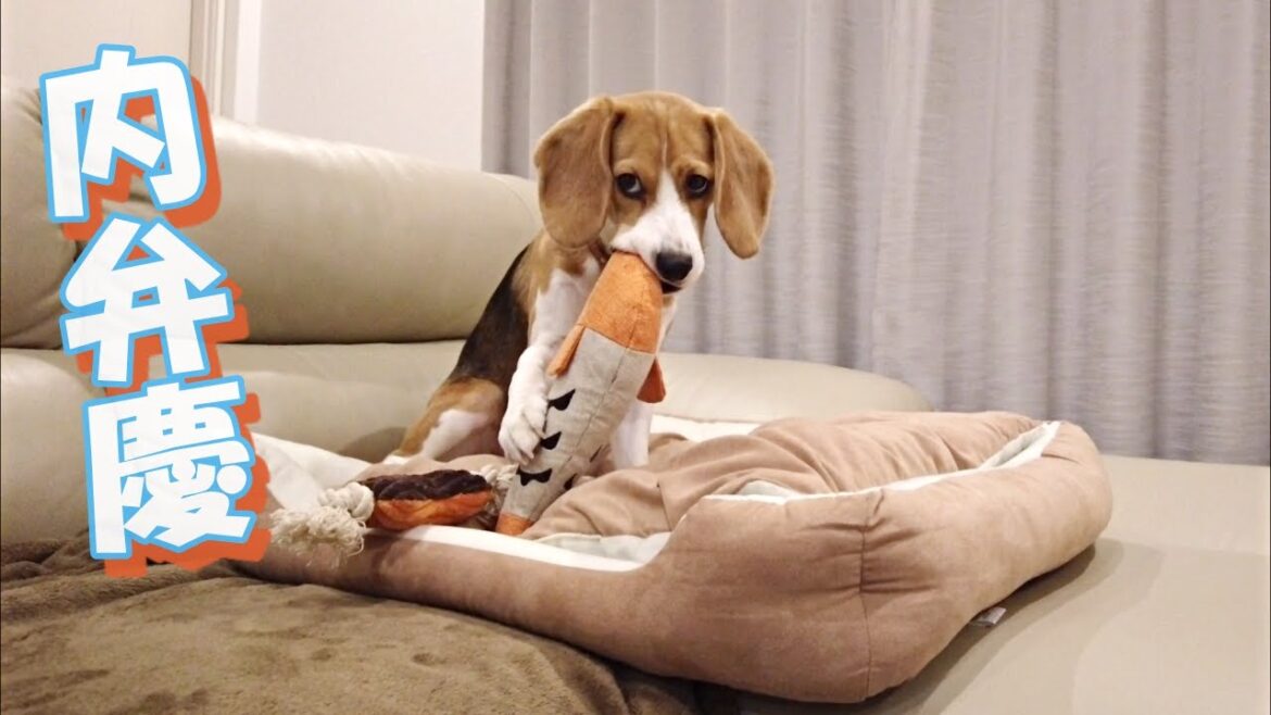 家と外の態度が違い過ぎるビーグル犬