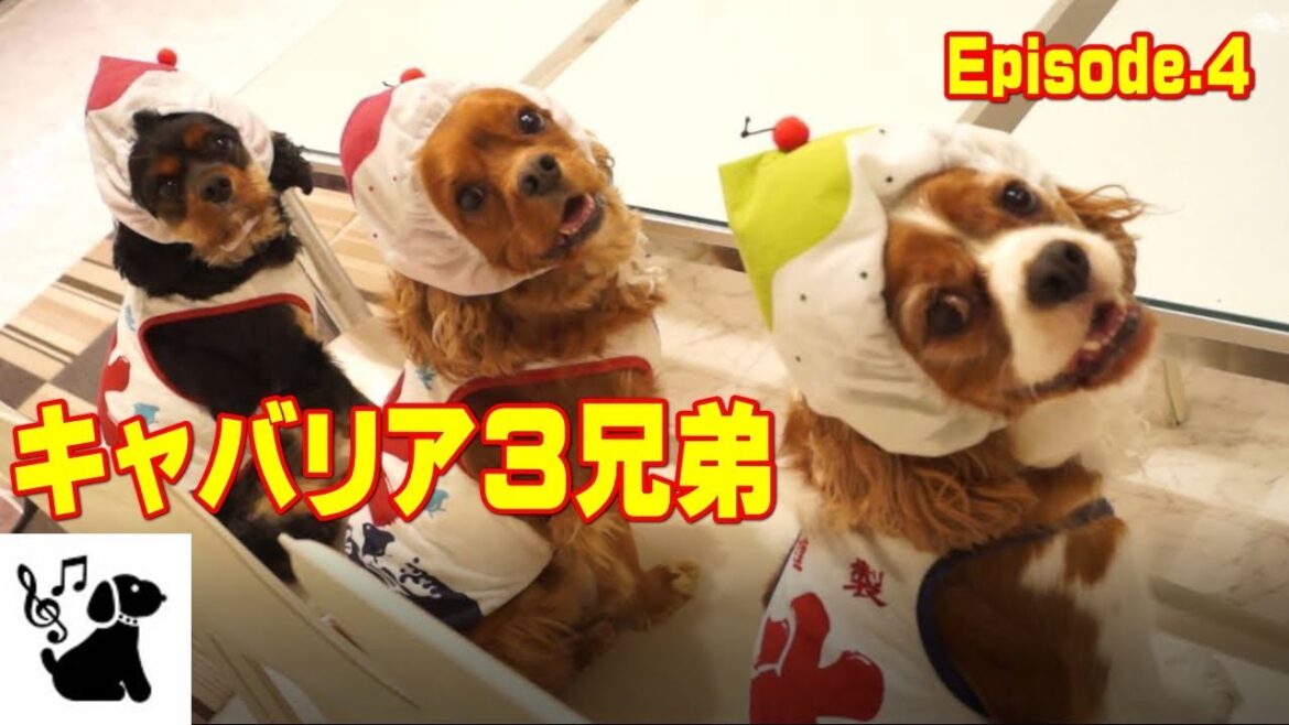キャバリアキングチャールズスパニエル4 赤ちゃん・子犬の成長記録　Cavalier King Charles Spaniel