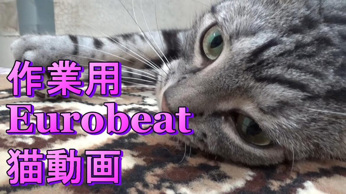作業用ユーロビートBGMの猫動画（アメリカンショートヘア）