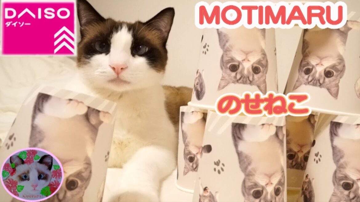 DAISOもちまる紙コップで乗せ猫されたシャム猫  DAISO MOTIMARU goods