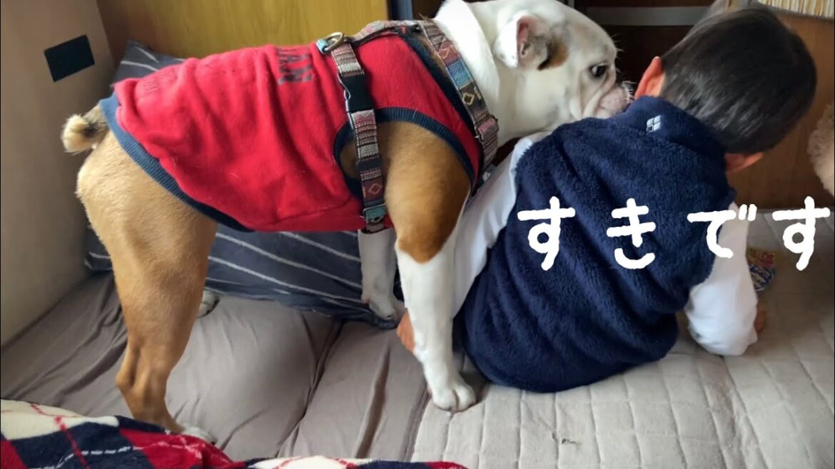 【おはぶる】旅先で出会った男の子に積極的にアピールする、イケメン好きブルドッグのまるこ♪【愛犬とキャンピングカーの旅】