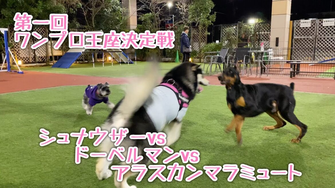 ドーベルマンとぴょんぴょんするアラスカンマラミュート【桜空】　with シュナウザーくん