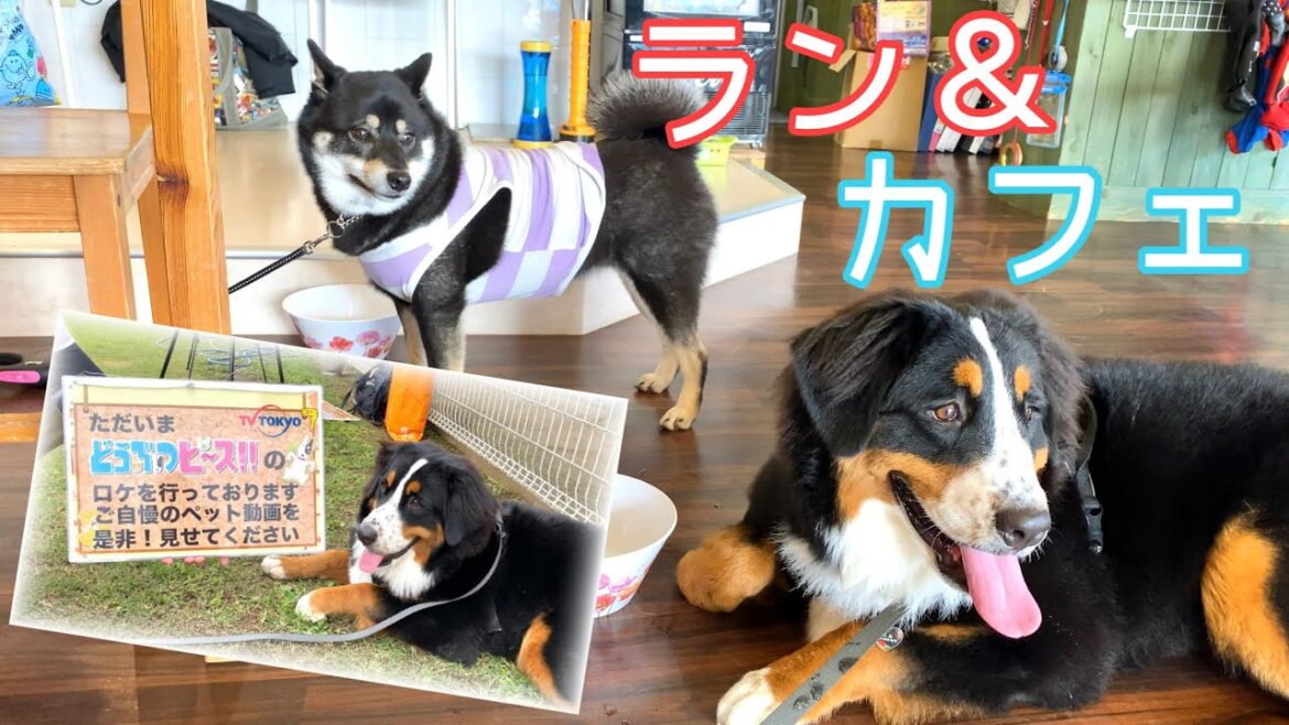お友達とドッグランに行ったら、まさかのテレビ取材！バーニーズマウンテンドッグ【大型犬】9ヶ月