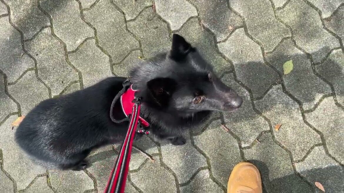 スキッパーキの”オセルくん”と”犬慣れ”の練習！