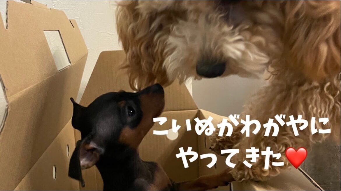 ミニピンこいぬがやってきた♪【ミニチュアピンシャー】Miniature Pinscher puppy came home ミニピンこいぬがやってきた♪【ミニチュアピンシャー】Miniature Pinscher puppy came home
