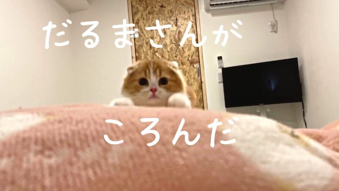 子猫とだるまさんがころんだやりました【スコティッシュフォールド】
