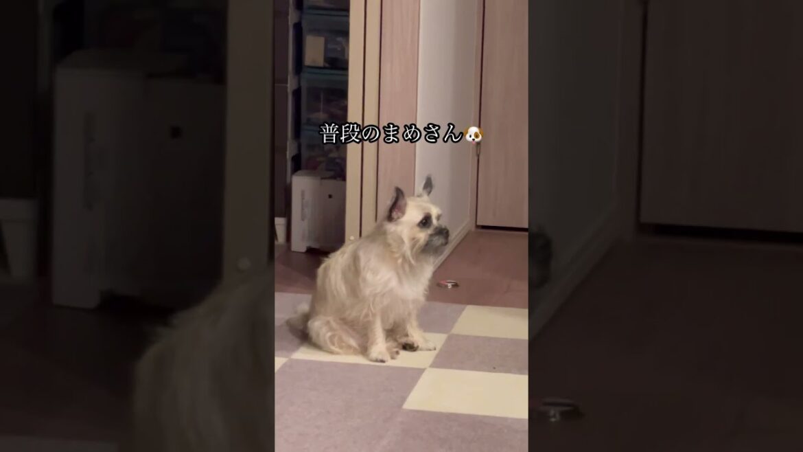 普段は穏やかな犬が、朝晩だけ暴れ犬に変貌します。子供みたいに寝グズが酷い！
