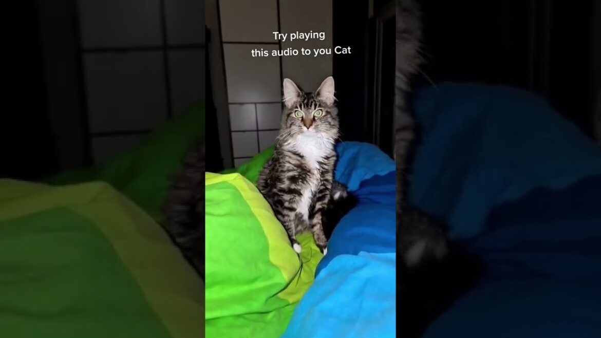 The color on Milos eyes   Awesome audio by  The Manx