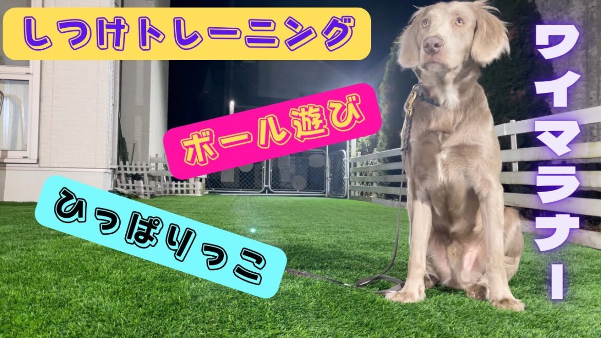 【ワイマラナー】しつけトレーニング！ご褒美にボール遊び&ひっぱりっこをしてもらう