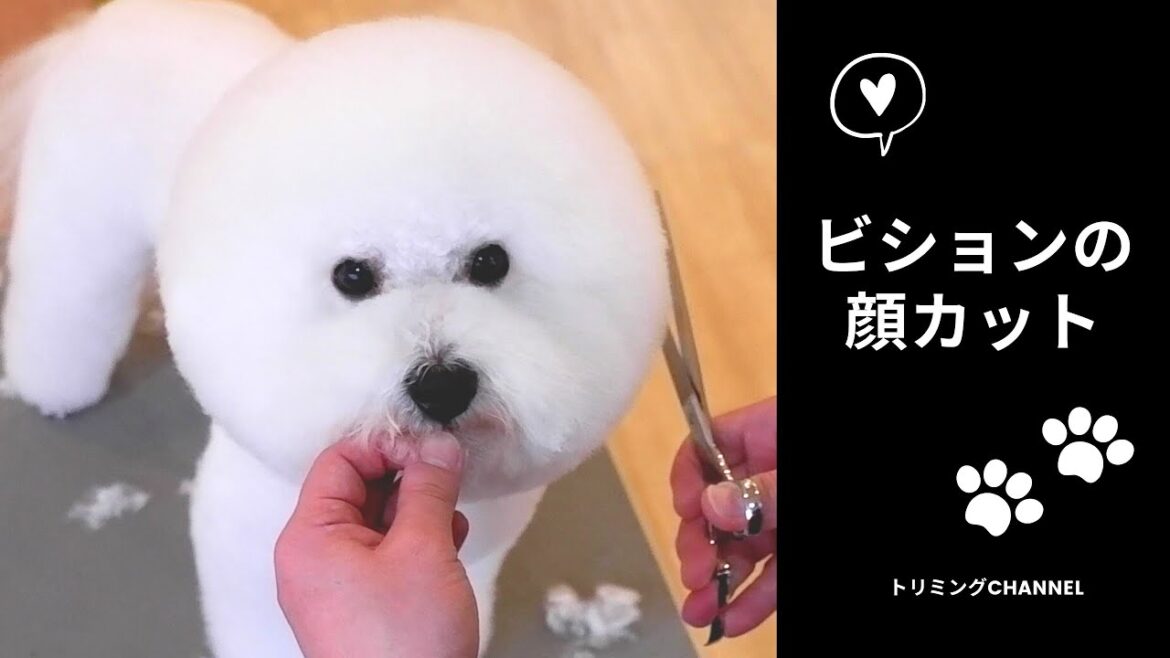 【犬のトリミング】まんまるお月さま!?ふわもこビションフリーゼの顔カット【トリミングチャンネル】 【犬のトリミング】まんまるお月さま!?ふわもこビションフリーゼの顔カット【トリミングチャンネル】