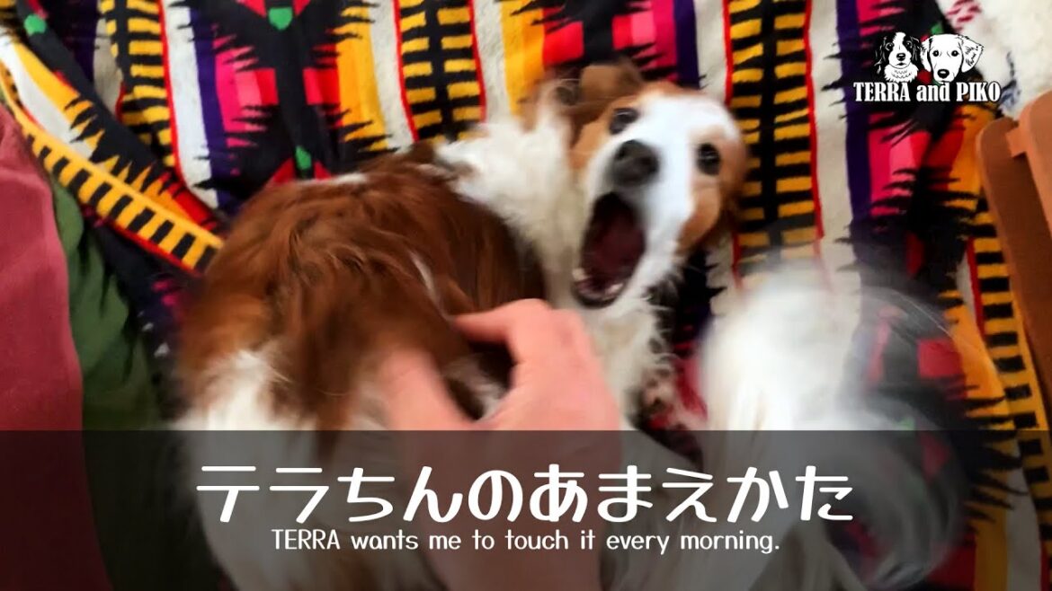 テラちんのあまえかた♪コーイケルホンディエのテラとノバスコシアダックトーリングレトリバーのピコとの暮らし テラちんのあまえかた♪コーイケルホンディエのテラとノバスコシアダックトーリングレトリバーのピコとの暮らし
