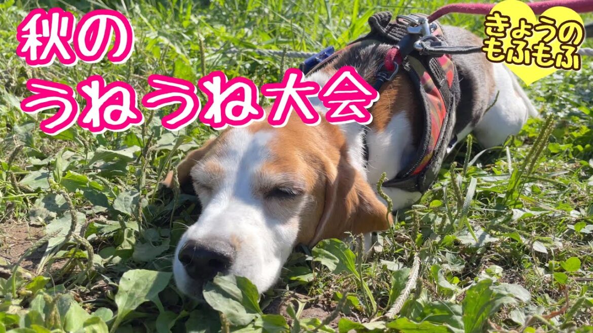 見るがいい！これが大人のうねうねだ♪【ビーグルさつきとポメ梵天】