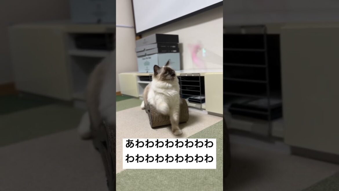 猫じゃらしと連動する猫【バーマン】 猫じゃらしと連動する猫【バーマン】