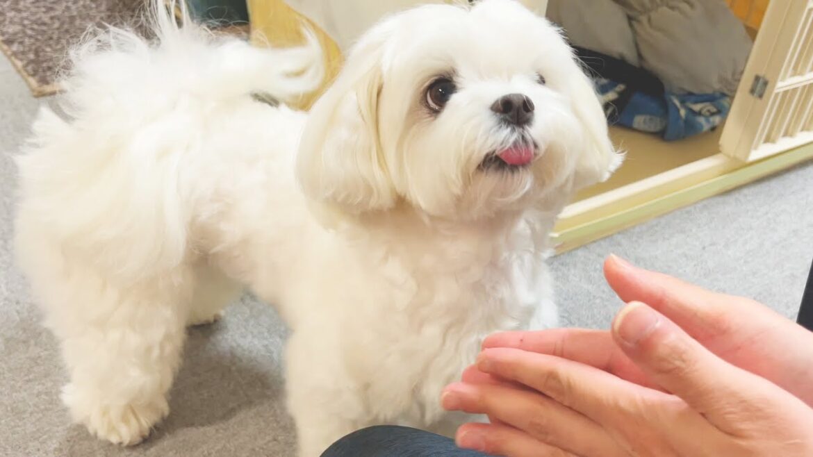 天才犬が覚えた新しい犬芸が驚きの可愛さでした【マルチーズ】