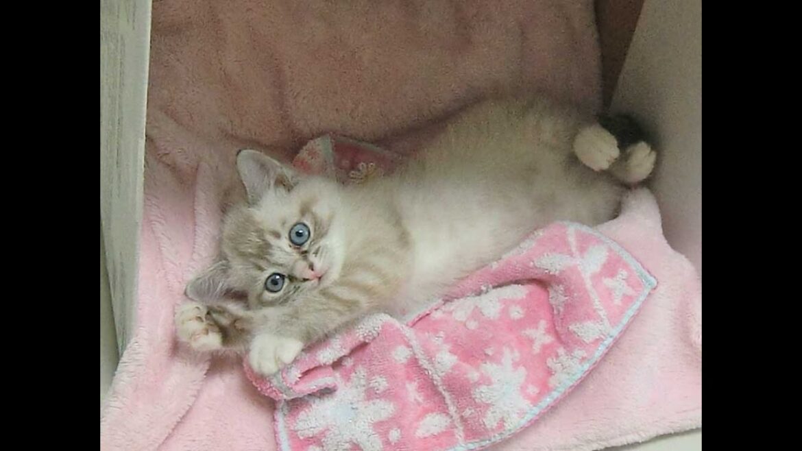 子猫のテンちゃんとフラットコーテッドレトリーバーのココちゃんバトル３