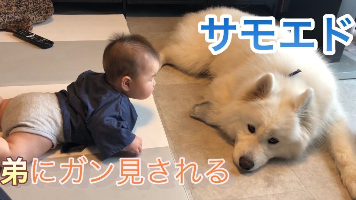 【サモエド】弟にガン見されるサモエド【リク】
