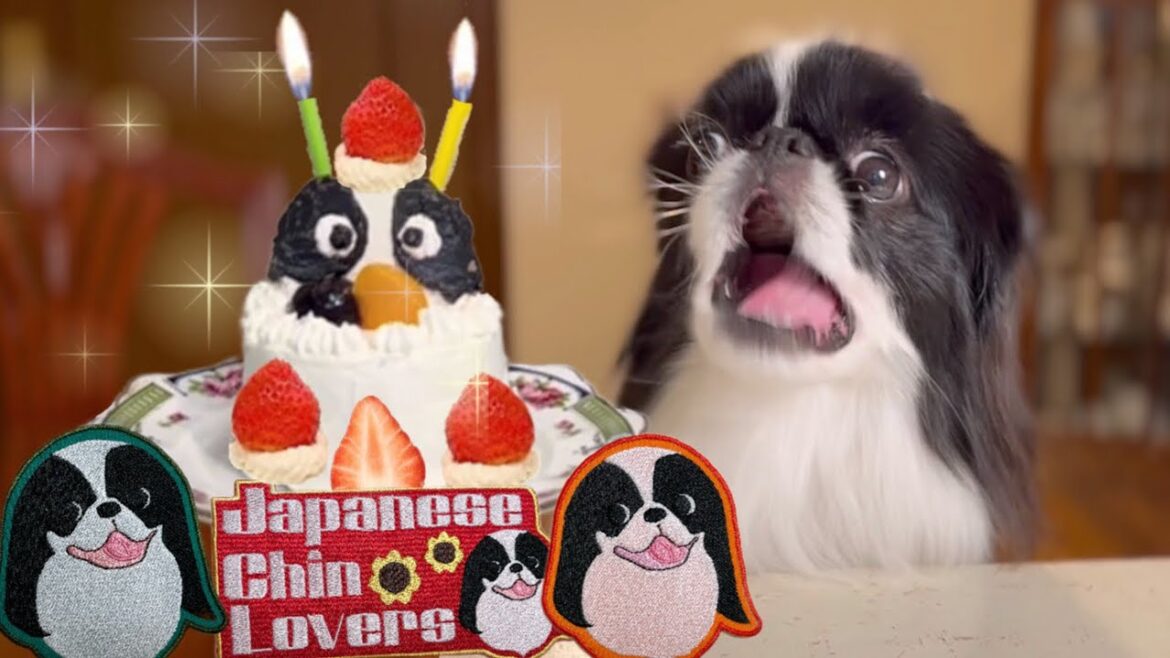㊗️誕生日おめでとう!手作りケーキとプレゼントにご満悦!日本犬狆のモモさん ㊗️誕生日おめでとう!手作りケーキとプレゼントにご満悦!日本犬狆のモモさん