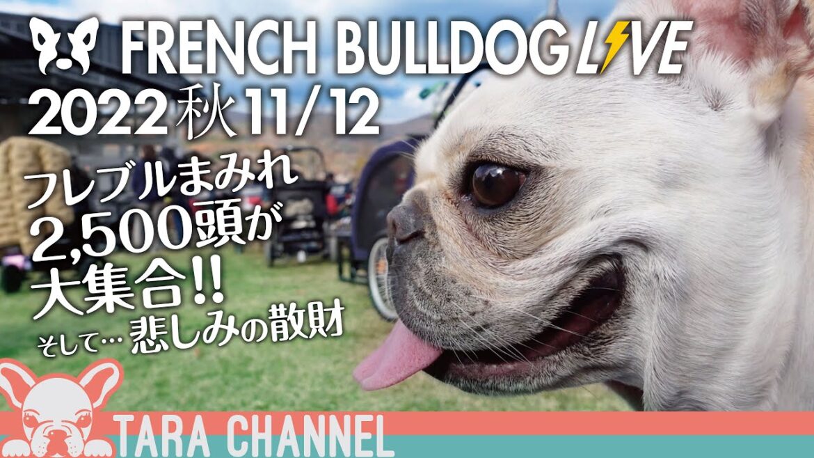 【フレブルLIVE】フレンチブルドッグがたくさん集まるイベントに行ってきました!【フレンチブルドッグライブ2022】 【フレブルLIVE】フレンチブルドッグがたくさん集まるイベントに行ってきました!【フレンチブルドッグライブ2022】