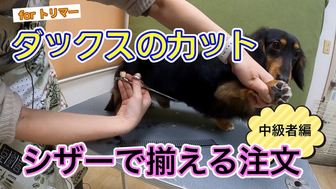 #87  【ダックスの全身カット】シザー仕上げ