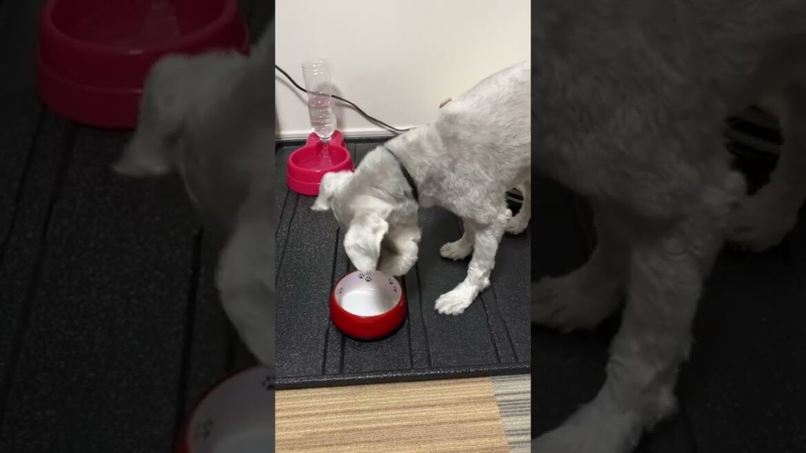 【ASMR】ポリポリごはんを食べる犬＃shorts