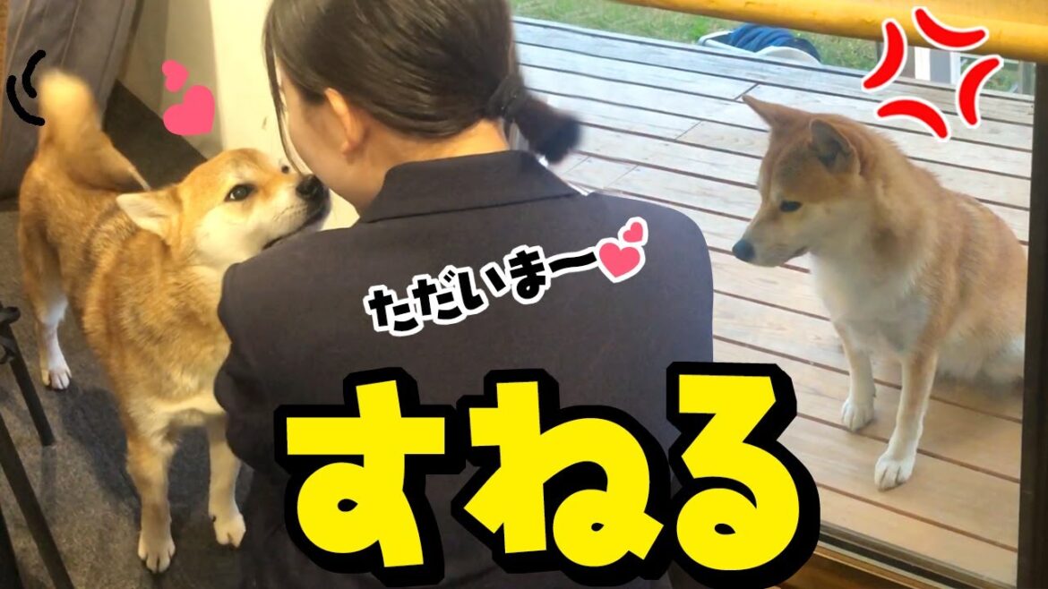 娘のお出迎えを姉犬に先越されすねる妹柴犬