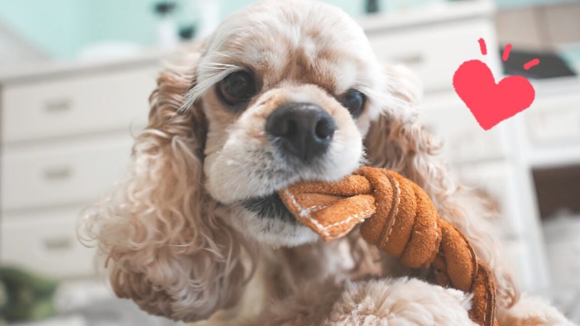 おもちゃをすぐ壊しちゃう愛犬にいいものをあげました
