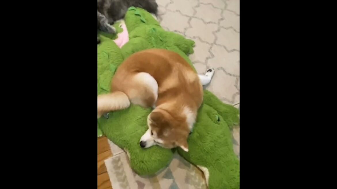 不思議な体勢でくつろぐ可愛い秋田犬こむぎ【Akita-inu】