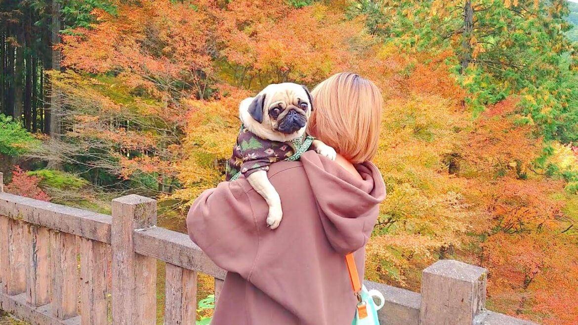 パグと一緒に高源寺の紅葉を見に行ってきました！【パグのぺろ吉pug犬】