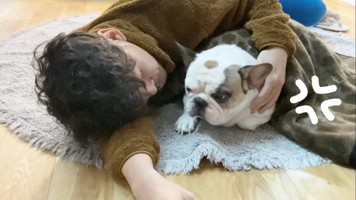 飼い主の口臭からあからさまに逃げる犬【フレンチブルドッグの日常】