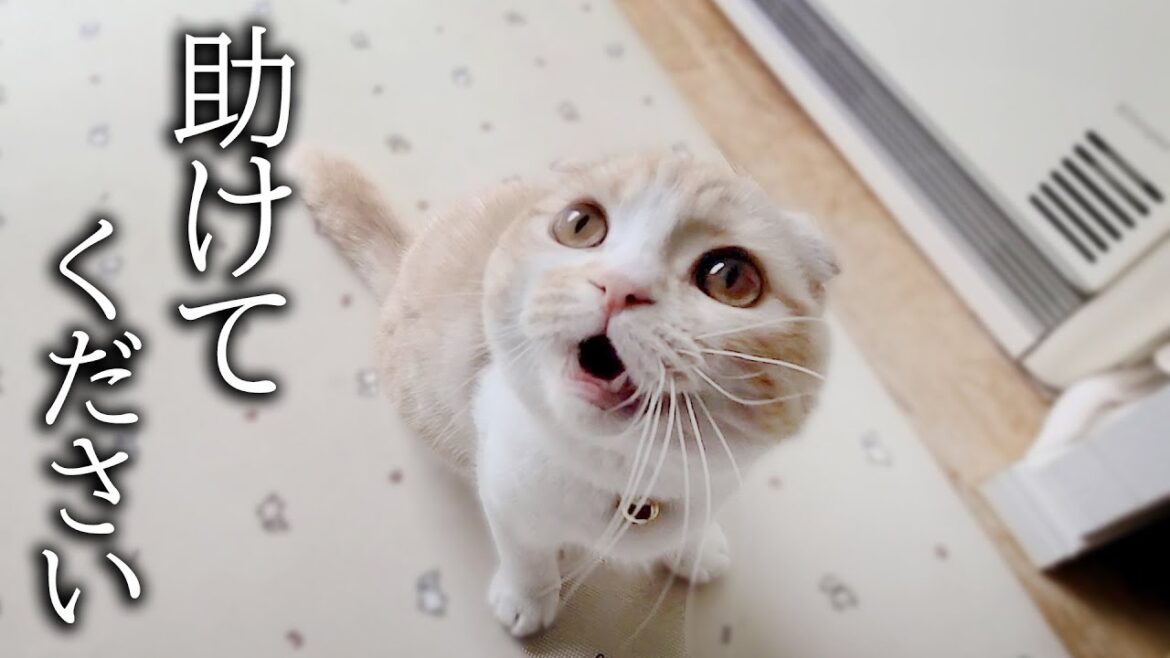 最愛の犬がいなくてニャーニャー助けを求めてきた子猫がこちら 最愛の犬がいなくてニャーニャー助けを求めてきた子猫がこちら