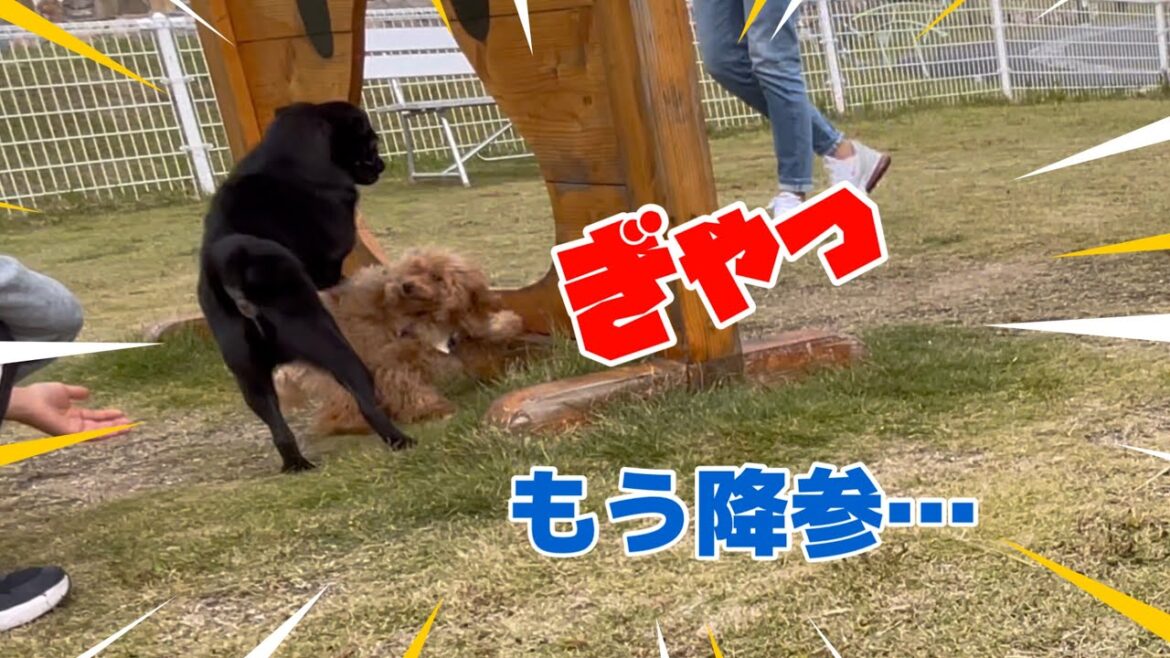 【閲覧注意】愛犬のトイプードルがドッグランでまたやられました