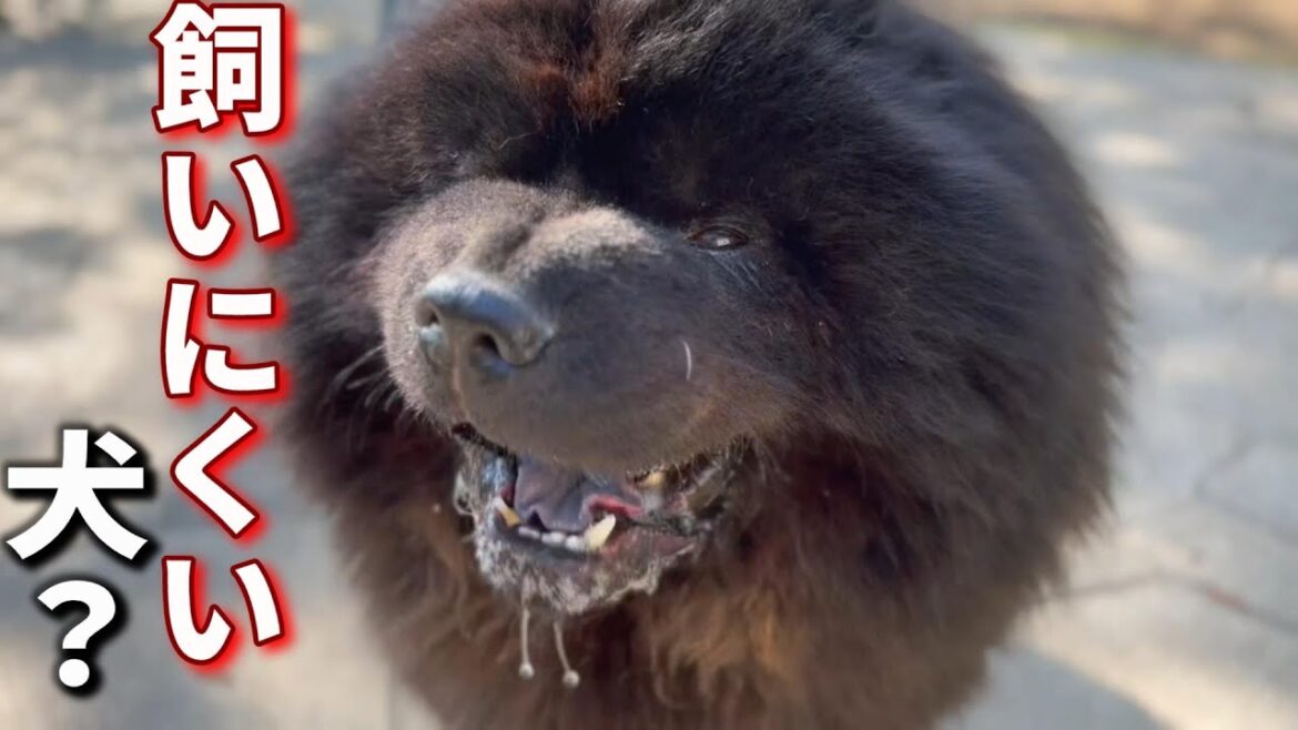 チャウチャウ飼いにくい犬ってほんと？