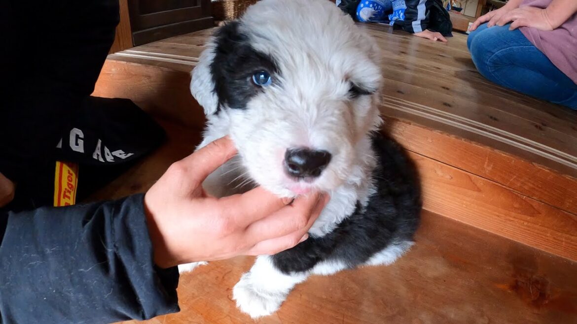 ヨチヨチ歩きのオールドイングリッシュシープドッグ子犬（生後40日）可愛すぎる件‼️きゅんです❤️