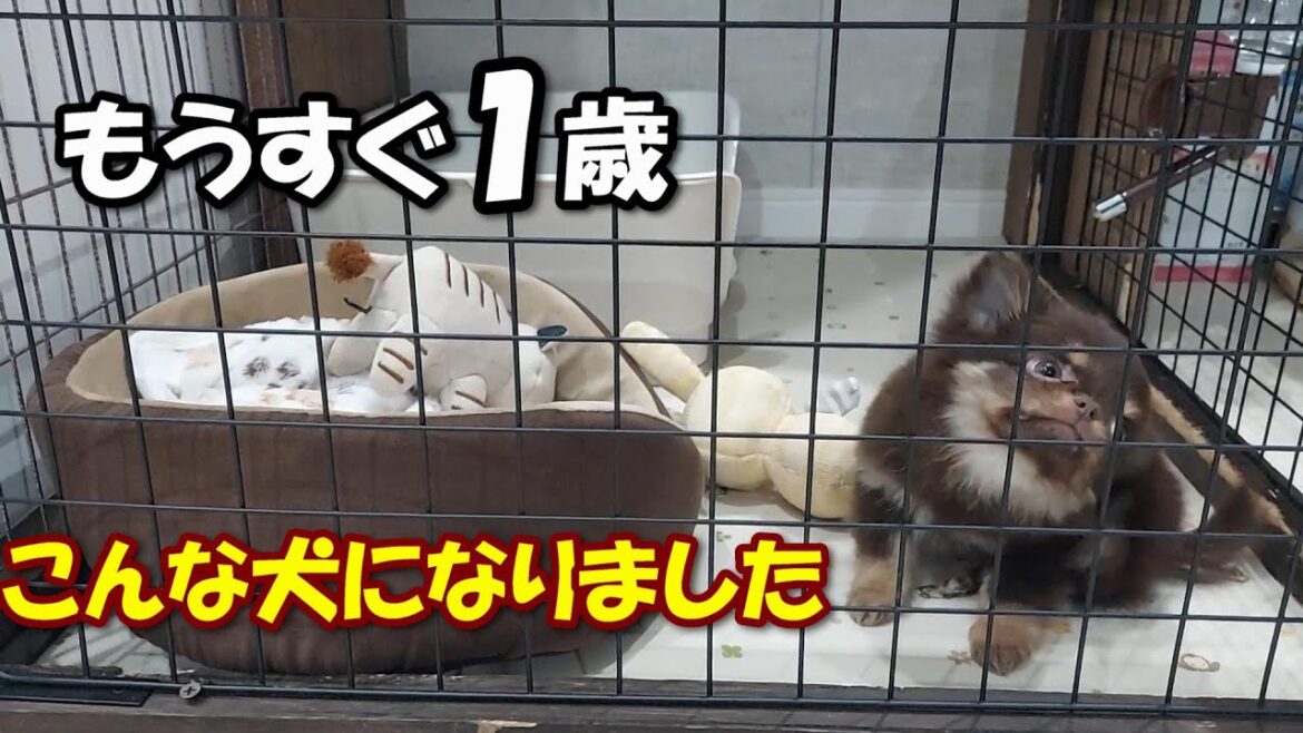 「イロハを叩きこまれた子犬のチワワ」がこちらです