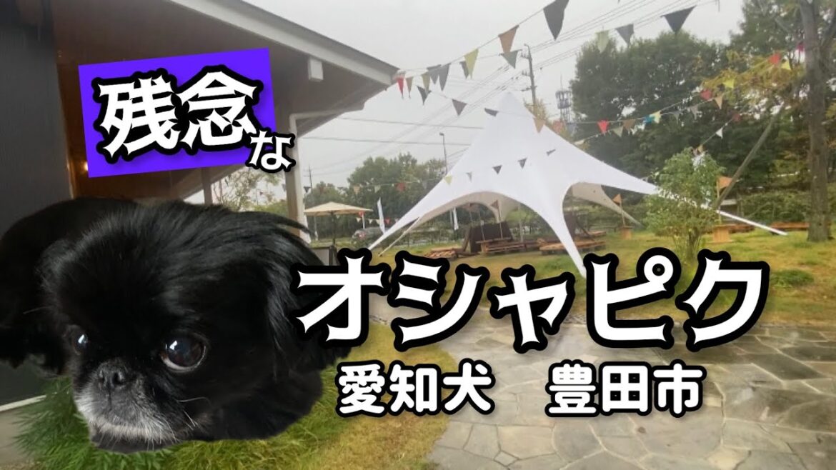 【残念】ワンコと遊べる住宅展示場でピクニック【vlog】【peki】【ペキニーズ】