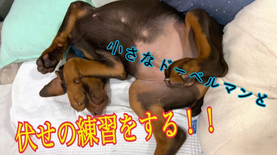 【vlog】小さなドーベルマンと伏せの練習をする！【doberman】【大型犬】【子犬】