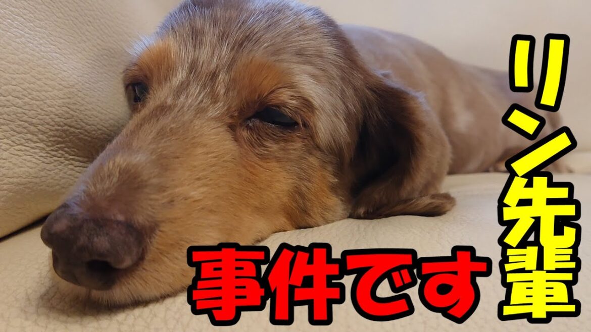 実家でおいしいおやつをもらった結果、やらかした！【スキッパーキ クー】