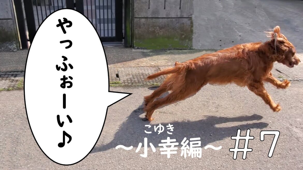 アイリッシュセッター田舎のお散歩【多頭飼い大家族紹介#7】#アイリッシュセッター #大型犬 #多頭飼い