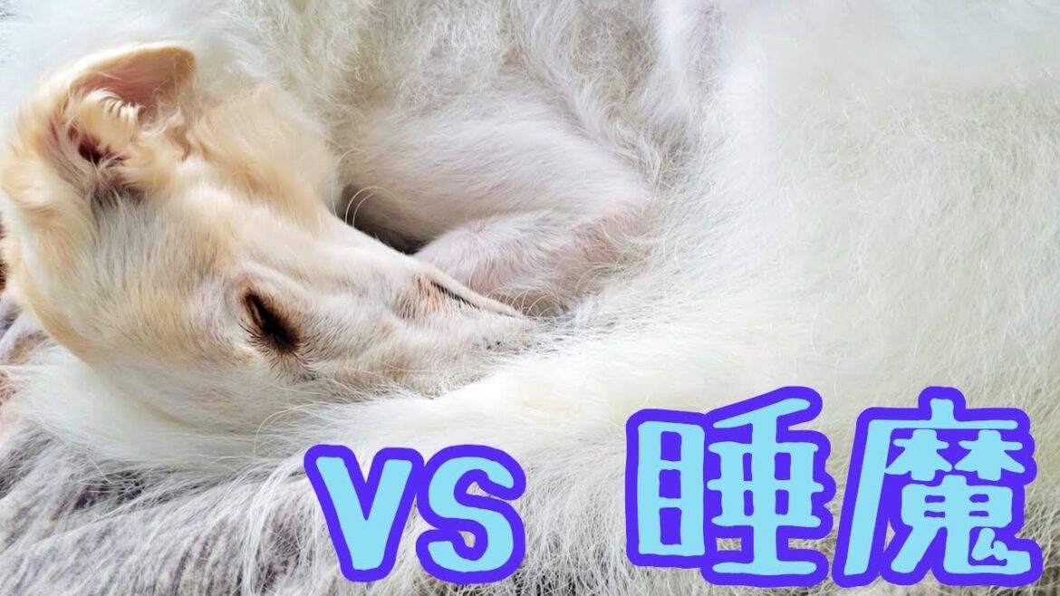 【ボルゾイ】大型犬が丸まって寝る vs 睡魔【超大型犬】 【ボルゾイ】大型犬が丸まって寝る vs 睡魔【超大型犬】