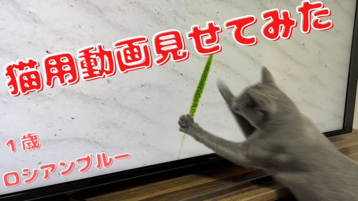 画面内の獲物をどうにか狩りたいかわいい猫【ロシアンブルー】猫用動画 画面内の獲物をどうにか狩りたいかわいい猫【ロシアンブルー】猫用動画
