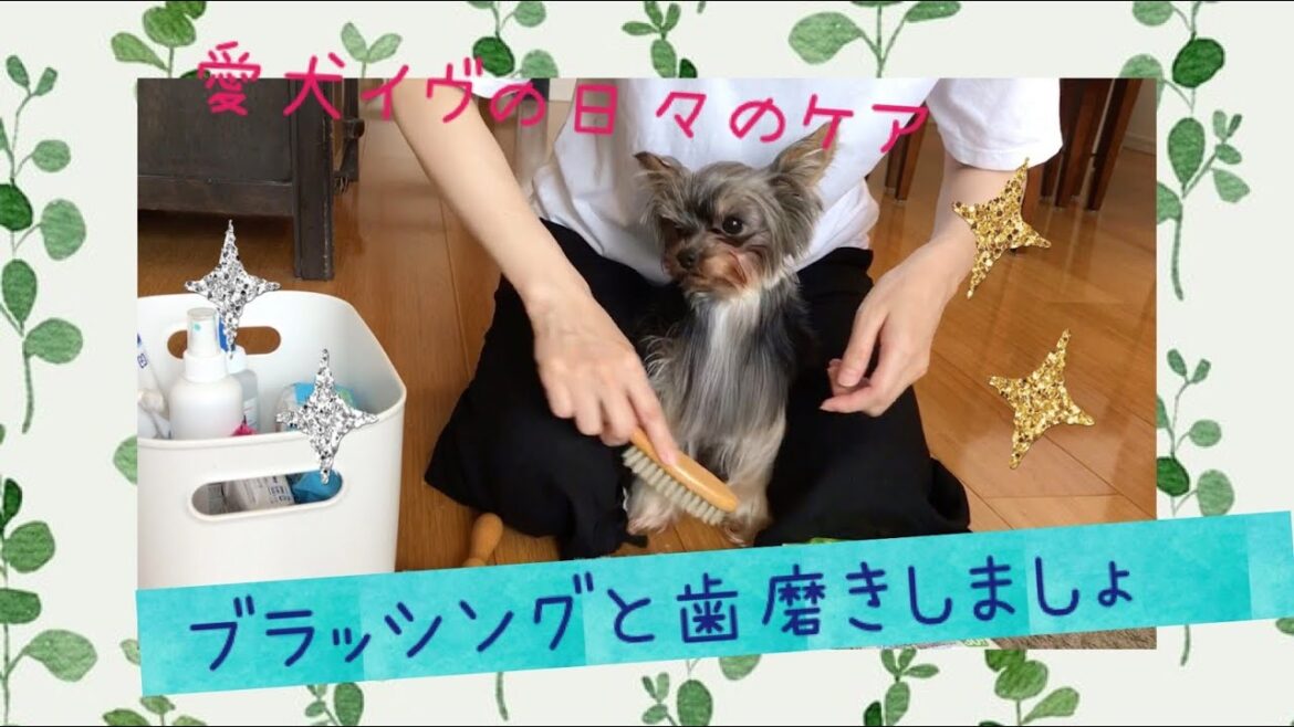 『ヨークシャーテリア 』ブラッシング 犬のお手入れの仕方