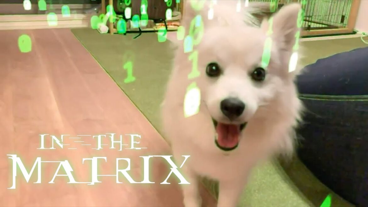 マトリックスの世界に迷い込んだ日本スピッツちぃ。/ Japanese Spitz in the MATRIX World.
