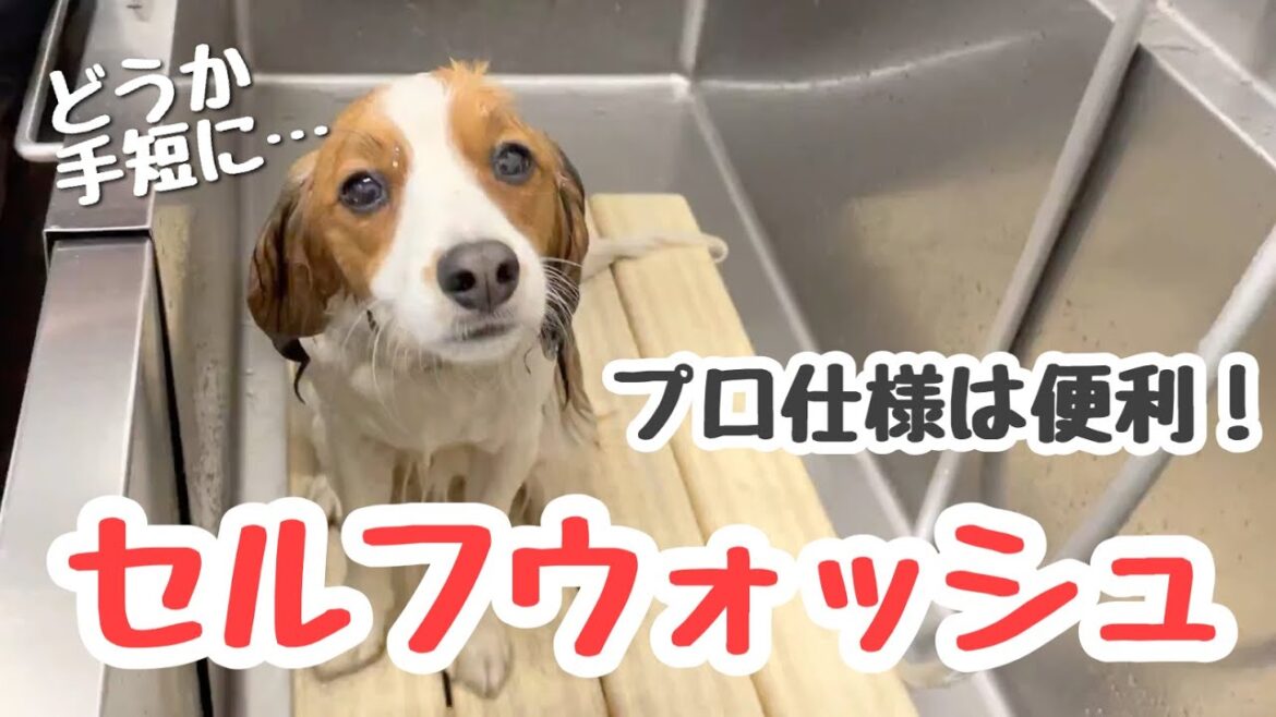 【2分まとめ】ホームセンターのセルフウォッシュで犬丸洗い【コーイケルホンディエ】【kooikerhondje】