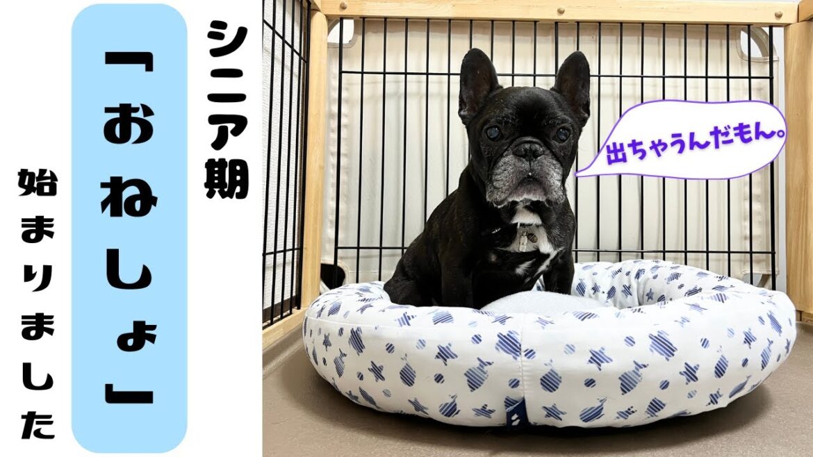 ついに、始まってしまいました。「フレンチブルドッグ、老犬のおねしょ」