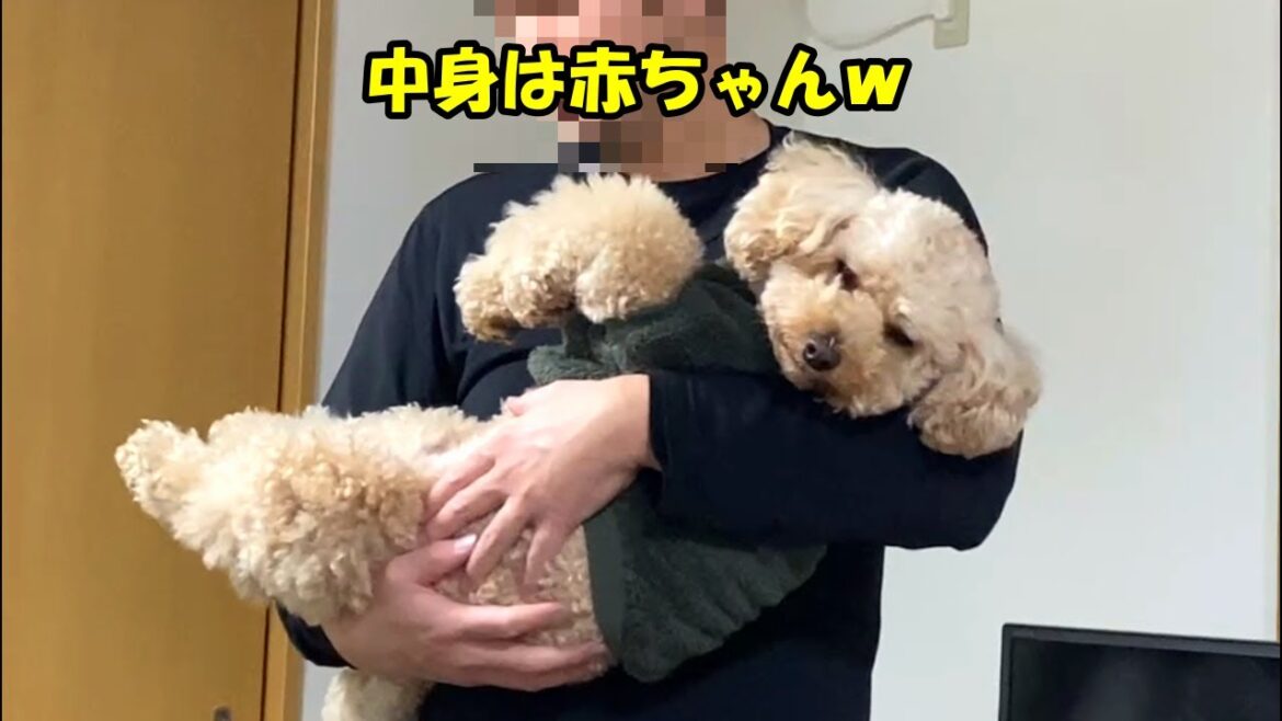 体は大きくても中身は赤ちゃんな大きいトイプードル【デカプー】【トイプードルのロアくん】【toy  poodle】