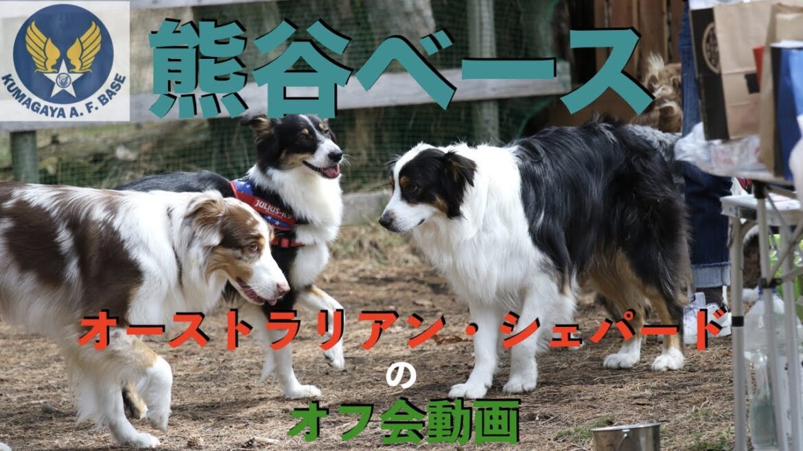 2019年4月 オーストラリアン・シェパード オフ会 in 山中湖ロッジ花月園