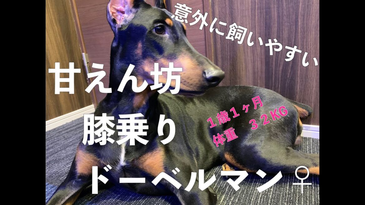人の膝の上に乗りたいドーベルマン　１歳１ヶ月　【４K動画】