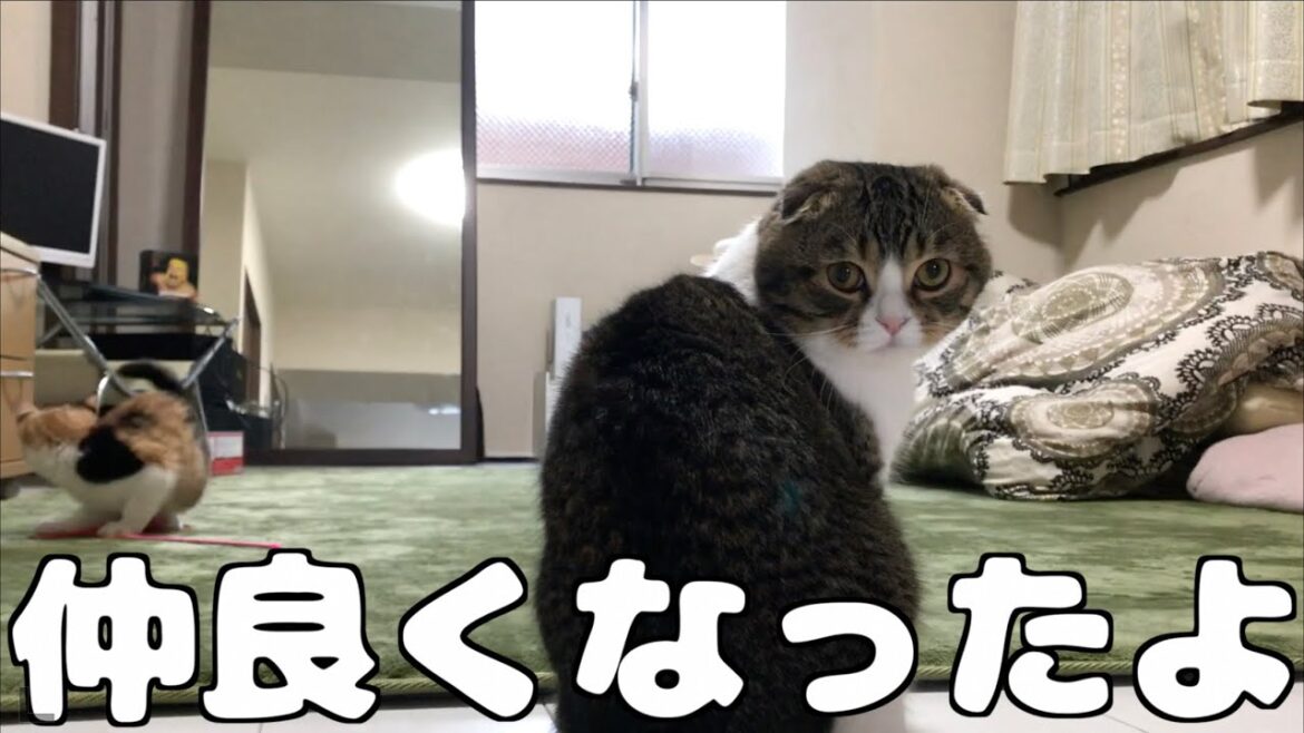 仲良く遊ぶ2匹の猫【スコティッシュフォールド】【Scottish Fold】 仲良く遊ぶ2匹の猫【スコティッシュフォールド】【Scottish Fold】
