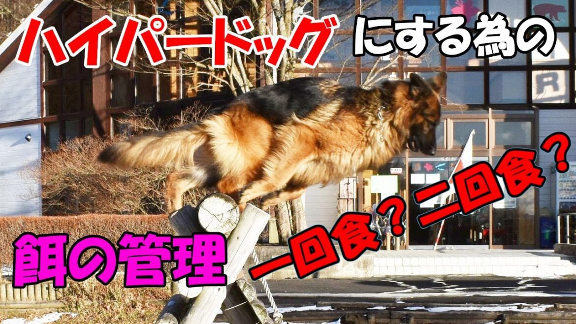 ジャーマンシェパードをハイパードッグにする方法（餌のやり方）